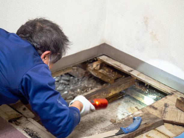 Best Health and Safety Mold Remediation in St Georges, DE