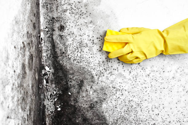 Trusted St Georges, DE Mold Remediation Experts