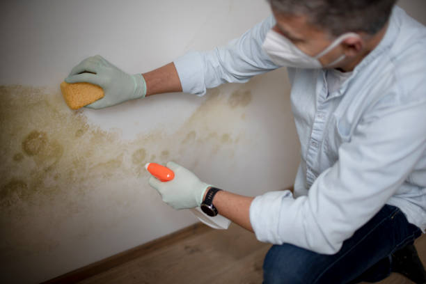 Best Bathroom Mold Remediation in St Georges, DE