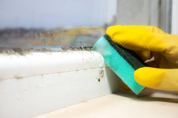Best Attic Mold Remediation in St Georges, DE