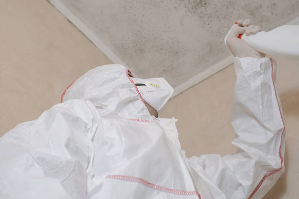 Best Insurance-Related Mold Remediation in St Georges, DE