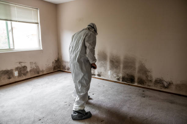 Best Residential Mold Remediation in St Georges, DE