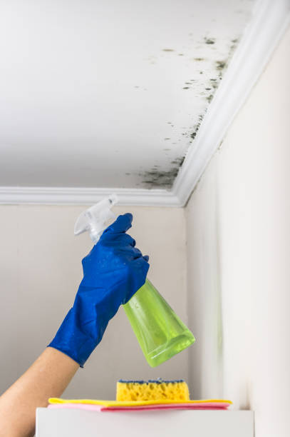 Best Mold Remediation for Specific Building Types in St Georges, DE